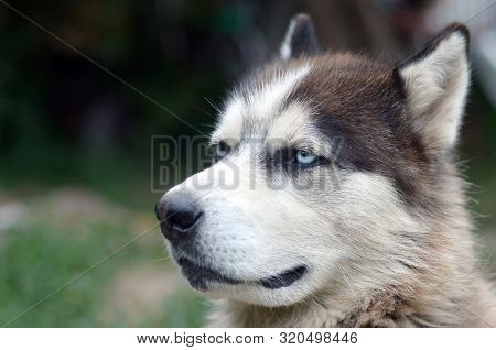 Arctic Malamute With Blue Eyes Muzzle Portrait Close Up. This Is A Fairly Large Dog Native Type