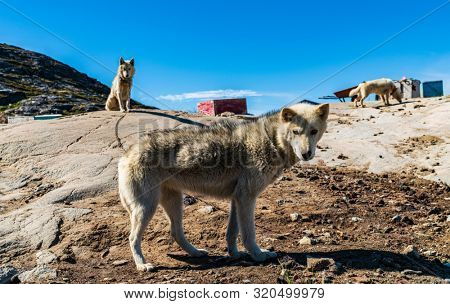 Greenland dogs - husky sled dog in Ilulissat Greenland. Greenlandic dog sled dog in summer nature landscape on Greenland.