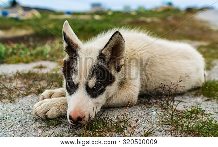 Greenland dog - a husky sled dog puppy in Ilulissat Greenland. Juvenile dog sled dog cute and adorable looking at camera in summer nature landscape on Greenland.