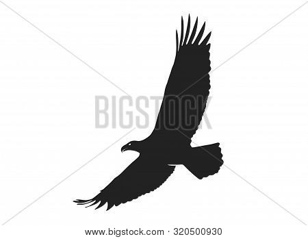 Eagle In Flight With Wide Wingspan. Isolated Vector Silhouette Image Of Bird