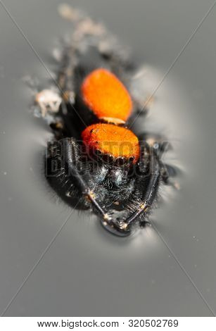 Phidippus apacheanus jumping spider floating on top of water, with his legs extended for better flotation