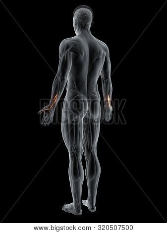 3d rendered muscle illustration of the extensor pollicis longus