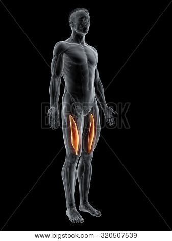 3d rendered muscle illustration of the vastus intermedius