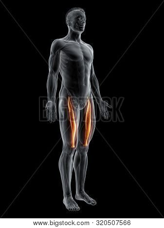 3d rendered muscle illustration of the rectus femoris