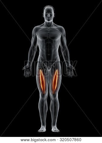3d rendered muscle illustration of the intermedius