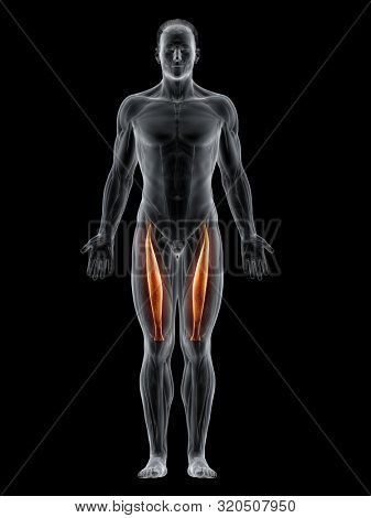 3d rendered muscle illustration of the rectus femoris