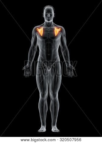 3d rendered muscle illustration of the subscapularis