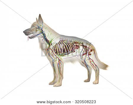 3d rendered anatomy illustration of the canine anatomy