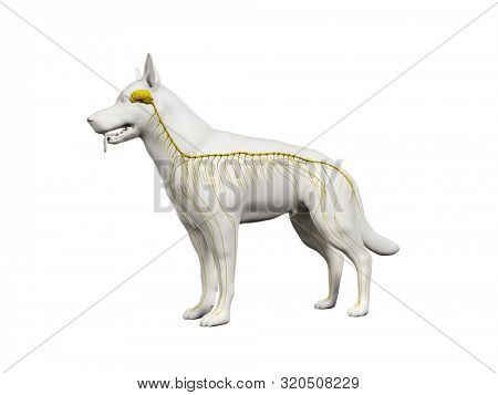 3d rendered anatomy illustration of the canine nervous system