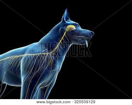 3d rendered anatomy illustration of the canine nervous system