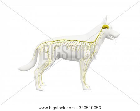 3d rendered anatomy illustration of the canine nervous system