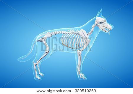 3d rendered anatomy illustration of the canine 