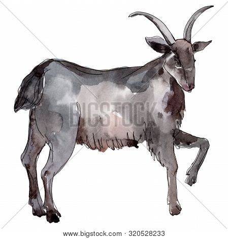 Goat Farm Animal Isolated. Watercolor Background Illustration Set. Isolated Goat Illustration Elemen