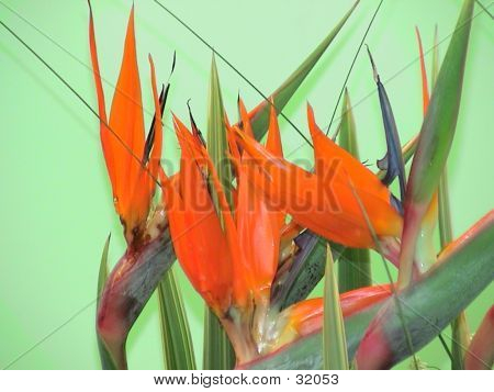 Flor chinesa Arrangement_2