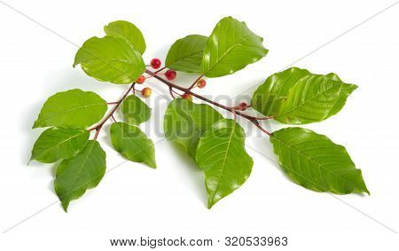 Frangula Or Buckthorns Twig With Berry Isolated On White Background