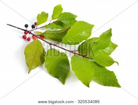 Frangula Or Buckthorns Twig With Berry Isolated On White Background