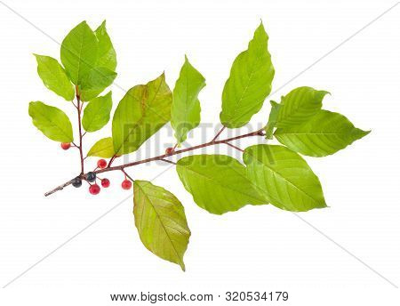 Frangula Or Buckthorns Twig With Berry Isolated On White Background