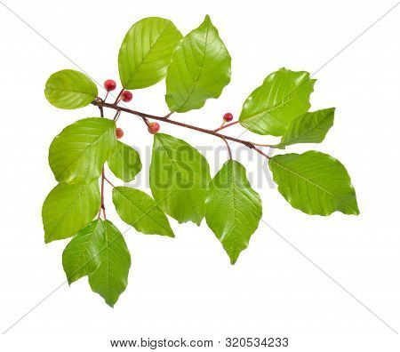 Frangula Or Buckthorns Twig With Berry Isolated On White Background