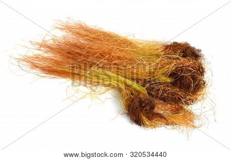 Corn Or Mature Silk Isolated On White Background