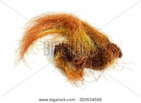 Corn Or Mature Silk Isolated On White Background