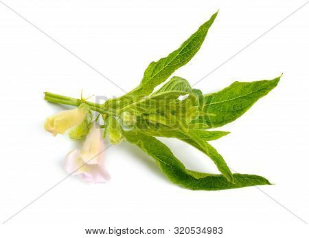 Sesame Plant With Flowers Isolated On White Background