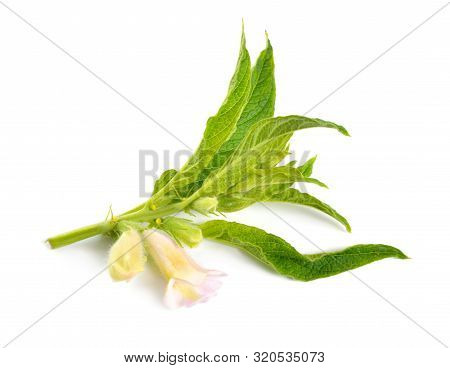 Sesame Plant With Flowers Isolated On White Background