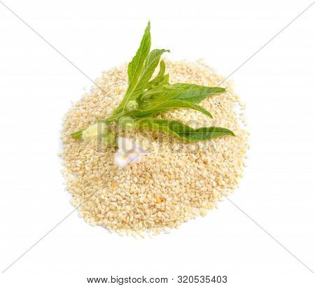 Sesame Plant With Flowers And Seed Isolated On White Background