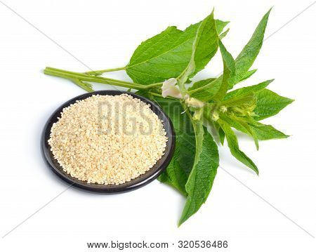 Sesame Plant With Flowers And Seed Isolated On White Background