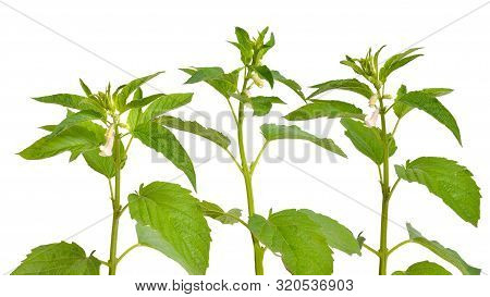 Sesame Plant With Flowers Isolated On White Background