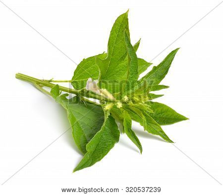 Sesame Plant With Flowers Isolated On White Background