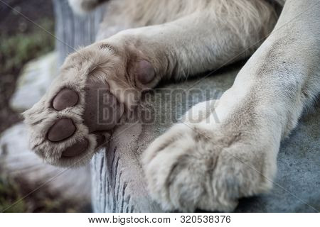 Paw Of Lion Showing Pads, Close-up. Concept Of Animals In The Zoo