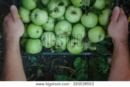 Mens Hands Hold A Box With Green Simirenka Apples. Pick And Pick Apples. Concept, Autumn Harvesting 