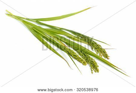 Panicum Or Panicgrass Isolated On White Background.