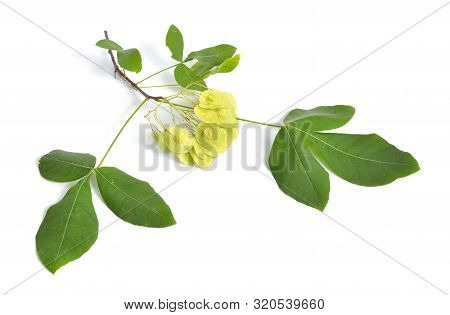 Ptelea Trifoliata, Commonly Known As Common Hoptree, Wafer Ash, Stinking Ash, And Skunk Bush. Isolat
