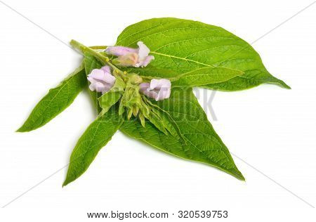 Sesame Plant With Flowers Isolated On White Background