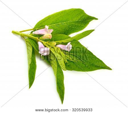 Sesame Plant With Flowers Isolated On White Background