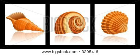 Muscheln
