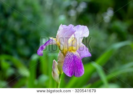 Purple, White, Blue And Violet Blooming Iris Xiphium (bulbous Iris, Sibirica) On Green Leaves Ang Gr
