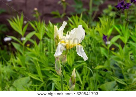 White And Light Yellow Blooming Irises Xiphium (bulbous Iris, Sibirica) On Green Leaves Ang Grass Ba