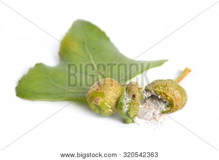 Populus Or Aspen, Cottonwood Leawes With Galls. Isolated On White Background
