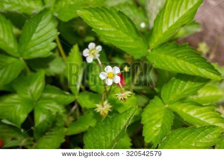 White Blooming Strawberry Flowers On Green Leaves Background In The Garden
