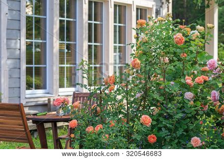 Romantic Sitting Area In The Rose Garden, Round Wooden Table And Chairs Near The Large Flowering Bus