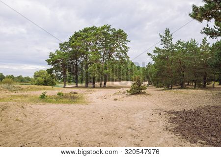 City Carnikava, Latvian Republic. Green Nature In Summer With Pines. Travel Photo. Sep 04. 2019.