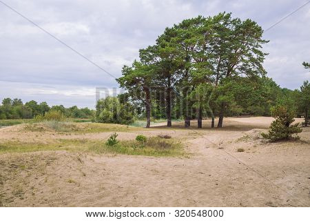 City Carnikava, Latvian Republic. Green Nature In Summer With Pines. Travel Photo. Sep 04. 2019.