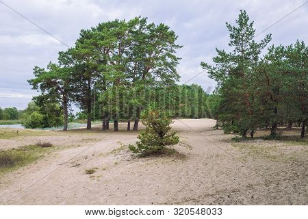 City Carnikava, Latvian Republic. Green Nature In Summer With Pines. Travel Photo. Sep 04. 2019.