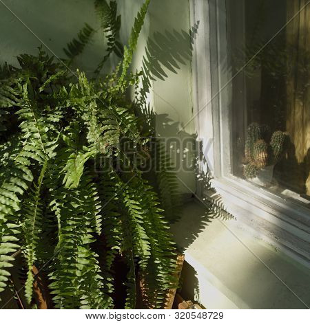 A Balcony With Beautiful Heranium, Outdoor Shot, Square Composition