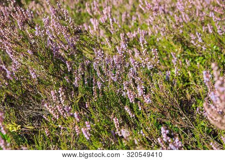 City Carnikava, Latvian Republic. The Heather Blossoms Near The Forest. Travel Photo. Sep 04. 2019.