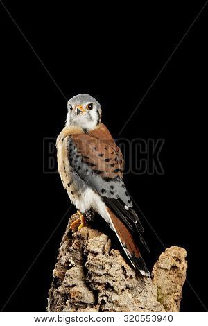 Beautiful Portrait Of American Kestrel Falconidae In Studio Setting On Black Background With Dramati