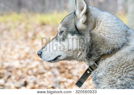 Portrait Of A Dog Breed West Siberian Laika