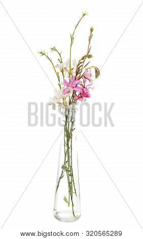 Gaura Flower In Front Of White Background
